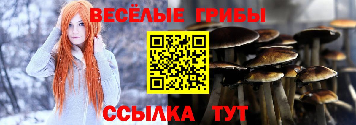 Галлюциногенные грибы GOLDEN TEACHER  Псилоцибиновые грибы GOLDEN TEACHER  Сертолово  Вход с VPN 